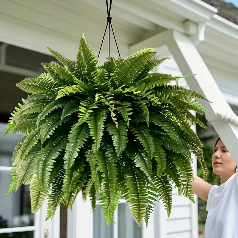 Elegant Boston fern decor