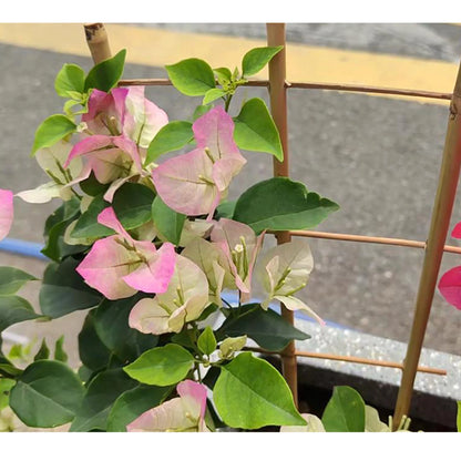 10 Pack 16 Inch Natura Bamboo Trellis For Climbing Plants