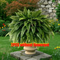 Elegant Boston fern decor