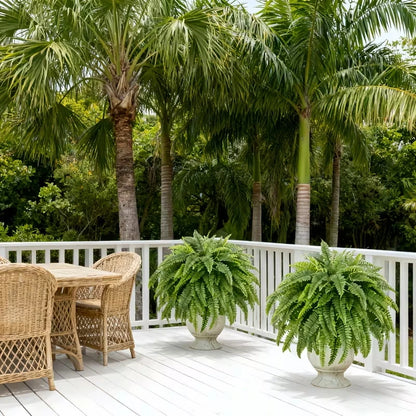 Elegant Boston fern decor