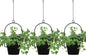 3-Pack Black Hanging Planters