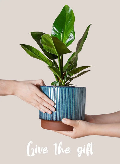 Set of 3 Ceramic Plant Pots with Drainage Holes, 8+6.7+5.5 Inch