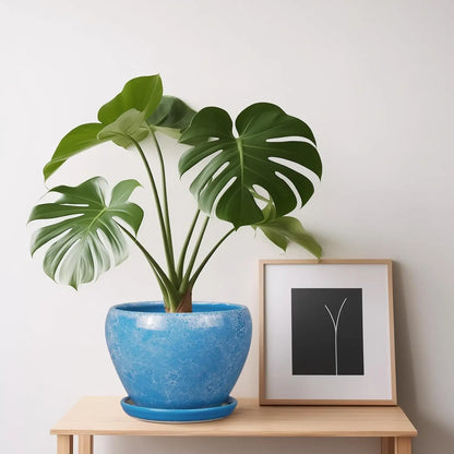 6 Inch Ceramic Plant Pot with Drainage Hole & Saucer